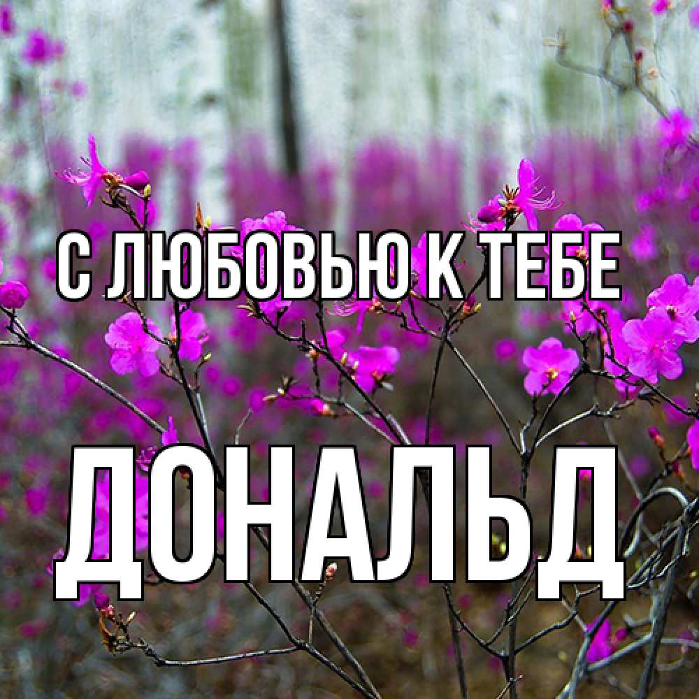 Открытка  с именем. Дональд, С любовью к тебе  