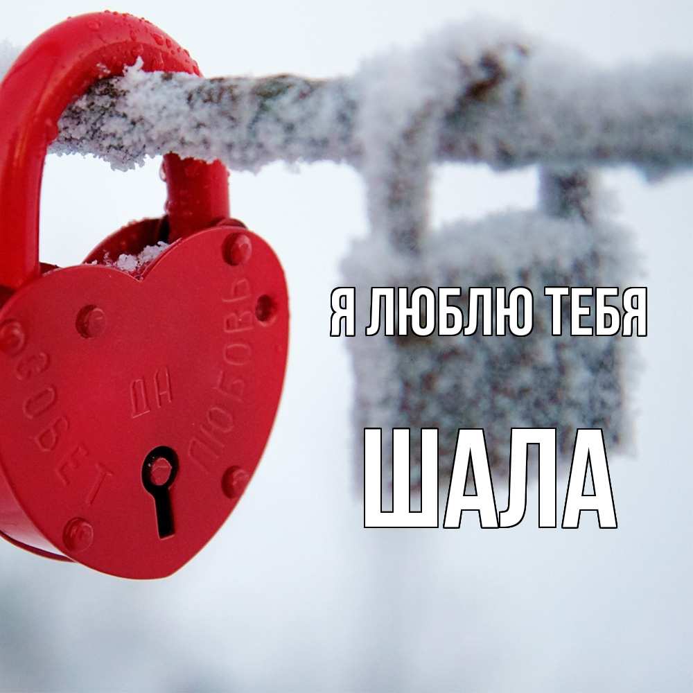Открытка  с именем. Шала, Я люблю тебя  