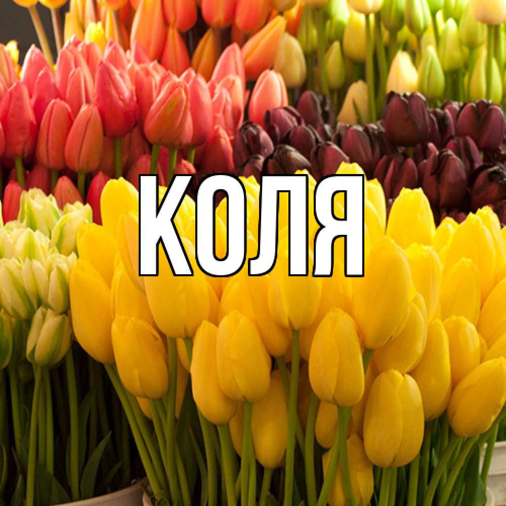 Открытка  с именем. коля, Главная  