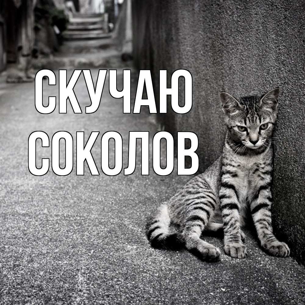 Открытка  с именем. Соколов, Скучаю  