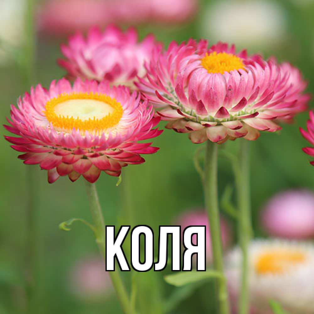 Открытка  с именем. коля, Главная  