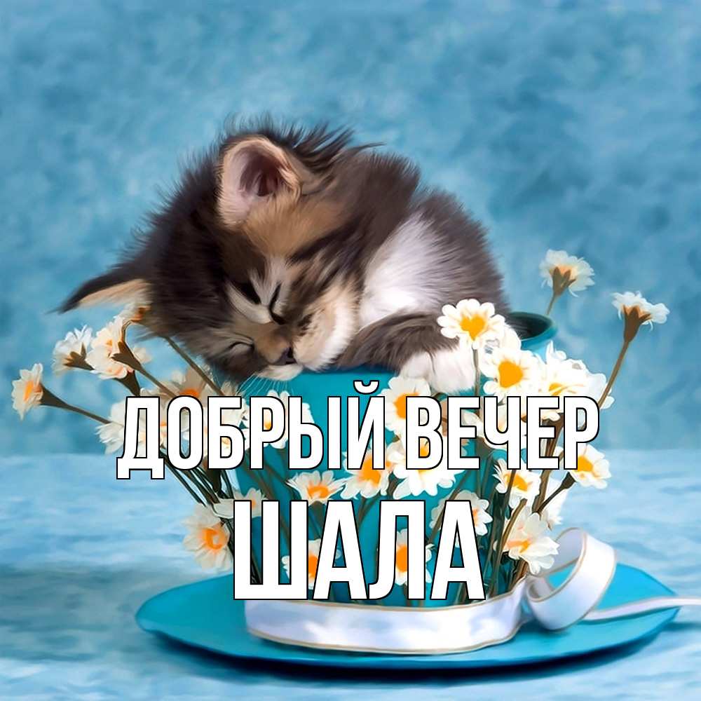 Открытка  с именем. Шала, Добрый вечер  
