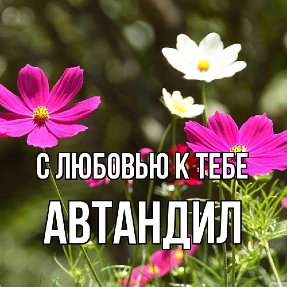 Открытка  с именем. Автандил, С любовью к тебе  