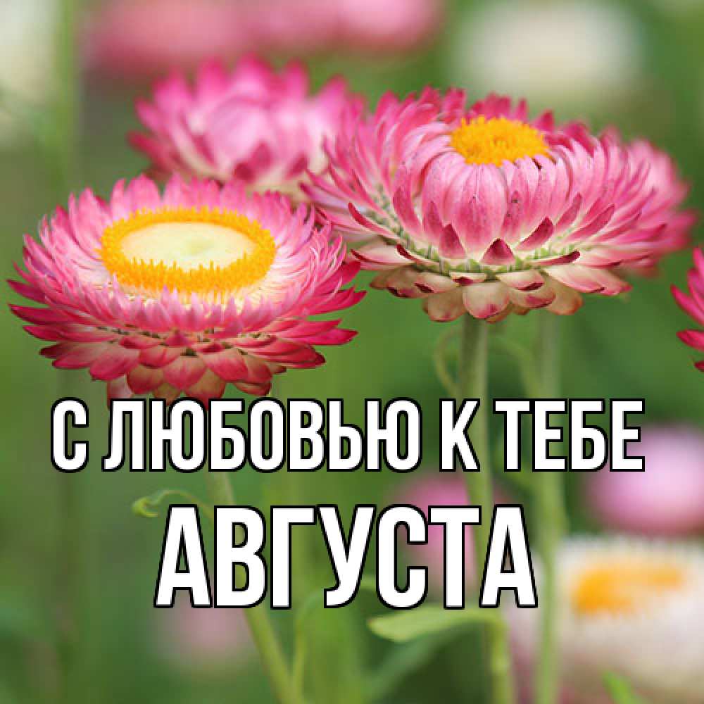 Открытка  с именем. Августа, С любовью к тебе  