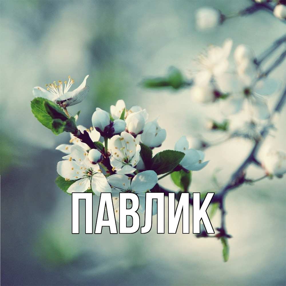 Открытка  с именем. Павлик, Главная  