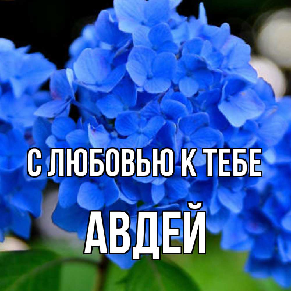 Открытка  с именем. Авдей, С любовью к тебе  