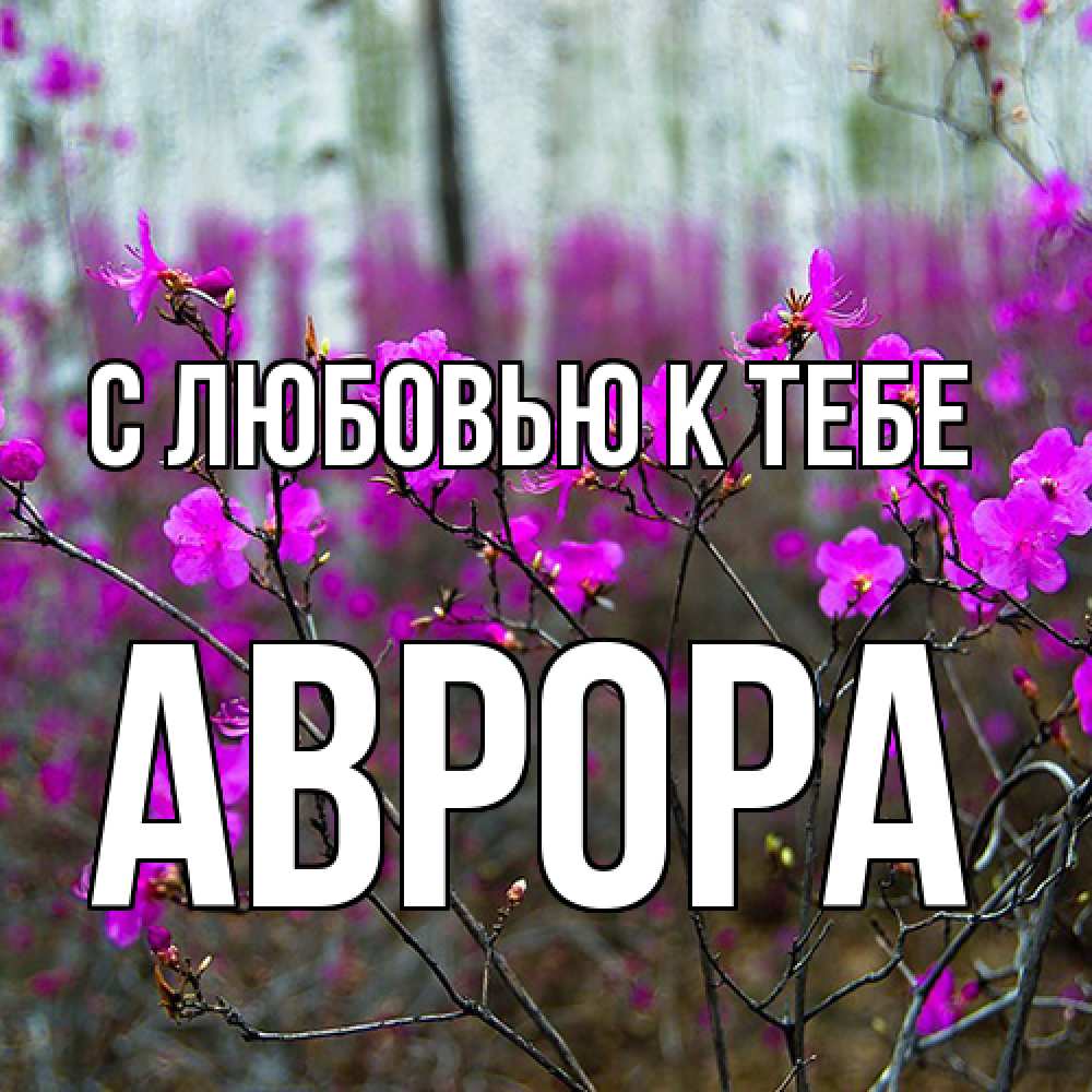 Открытка  с именем. Аврора, С любовью к тебе  