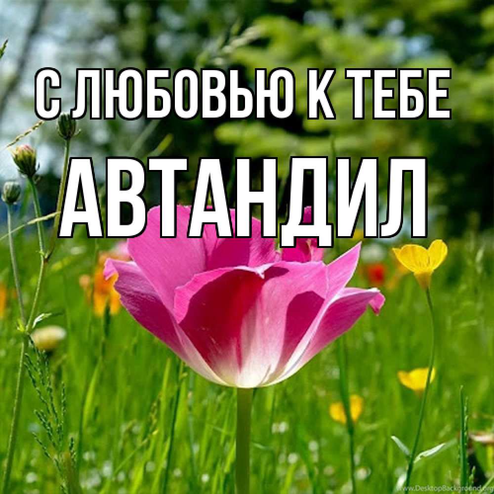 Открытка  с именем. Автандил, С любовью к тебе  