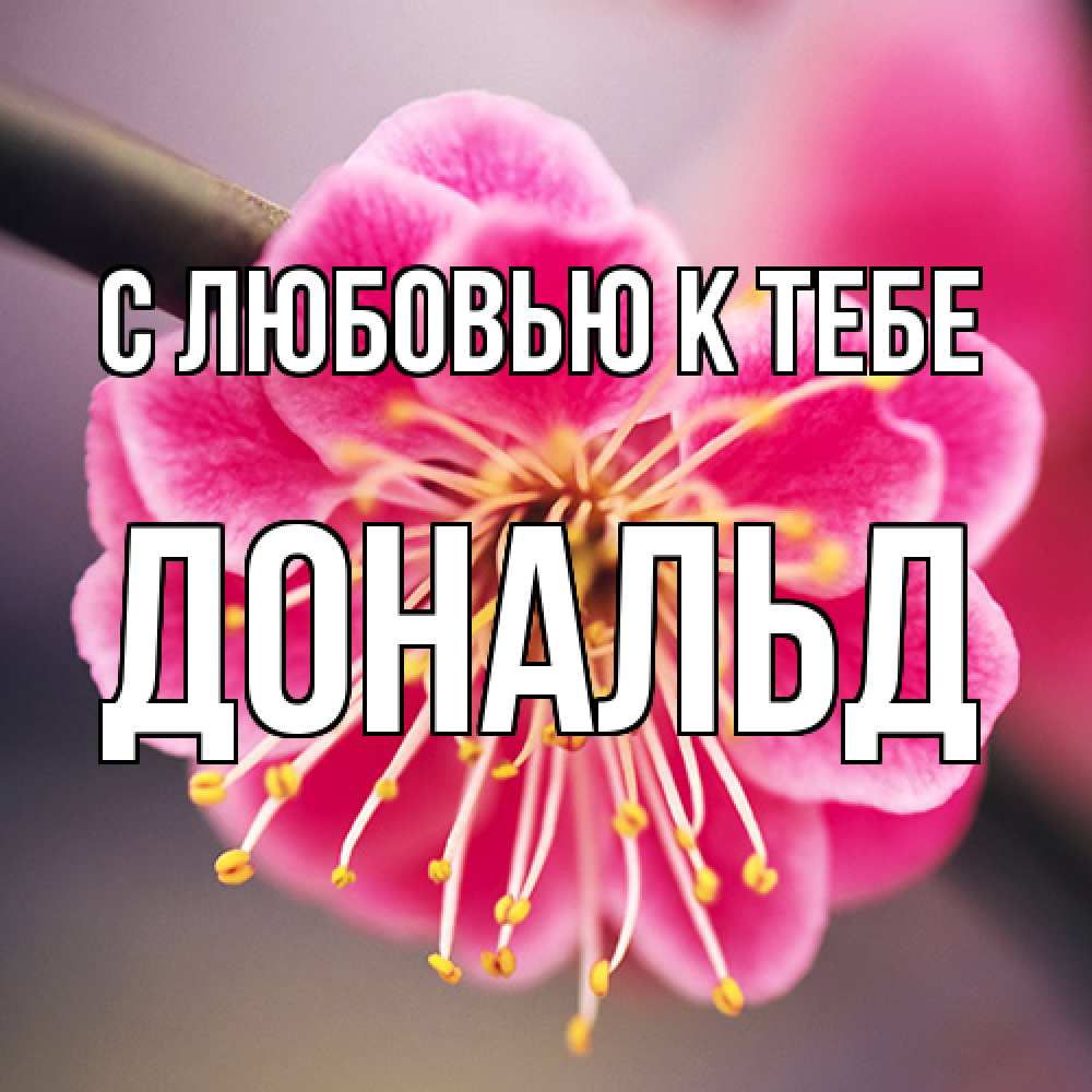 Открытка  с именем. Дональд, С любовью к тебе  