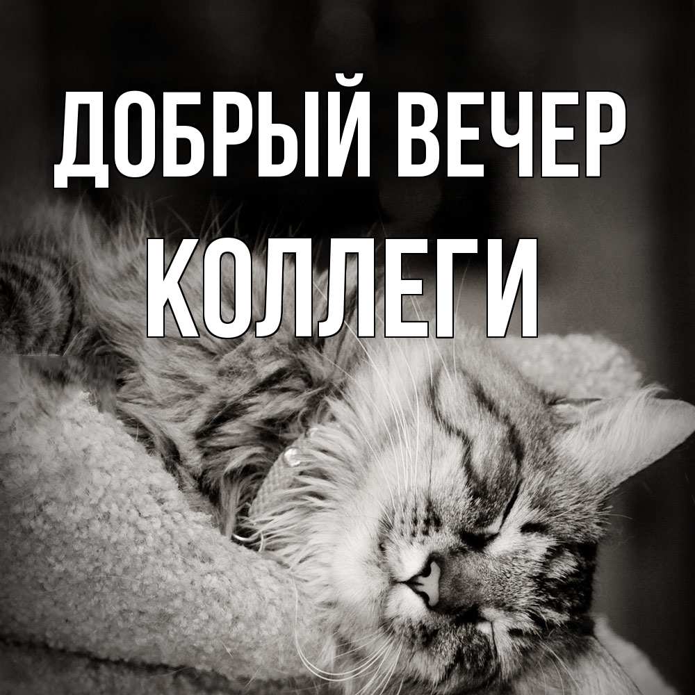 Открытка  с именем. коллеги, Добрый вечер  