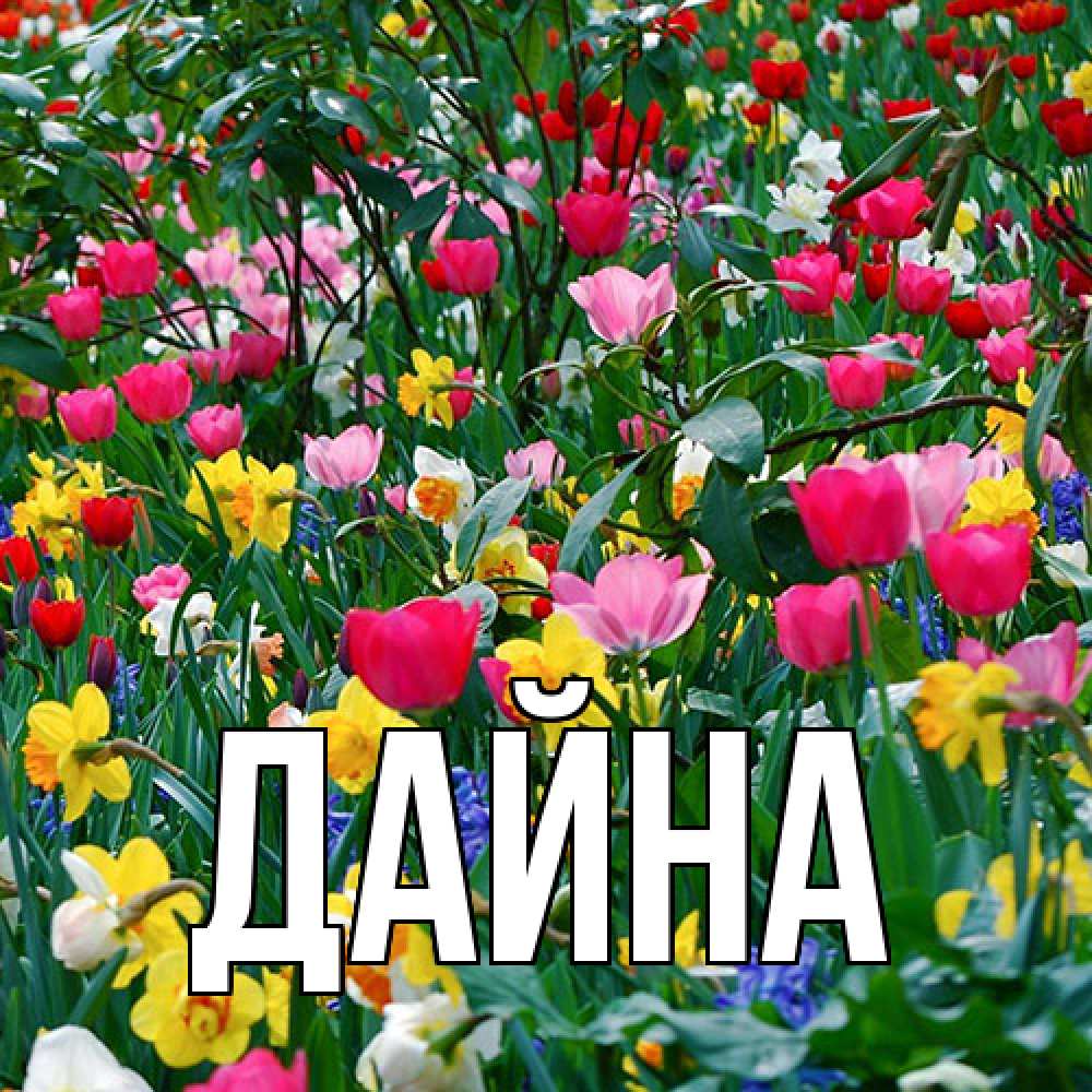 Открытка  с именем. Дайна, Главная  
