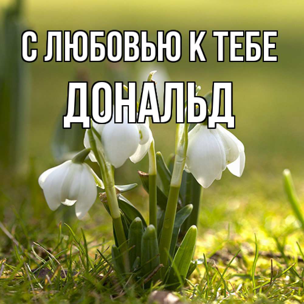 Открытка  с именем. Дональд, С любовью к тебе  