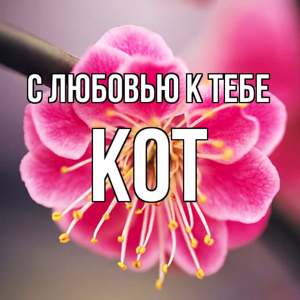Открытка  с именем. КОТ, С любовью к тебе  