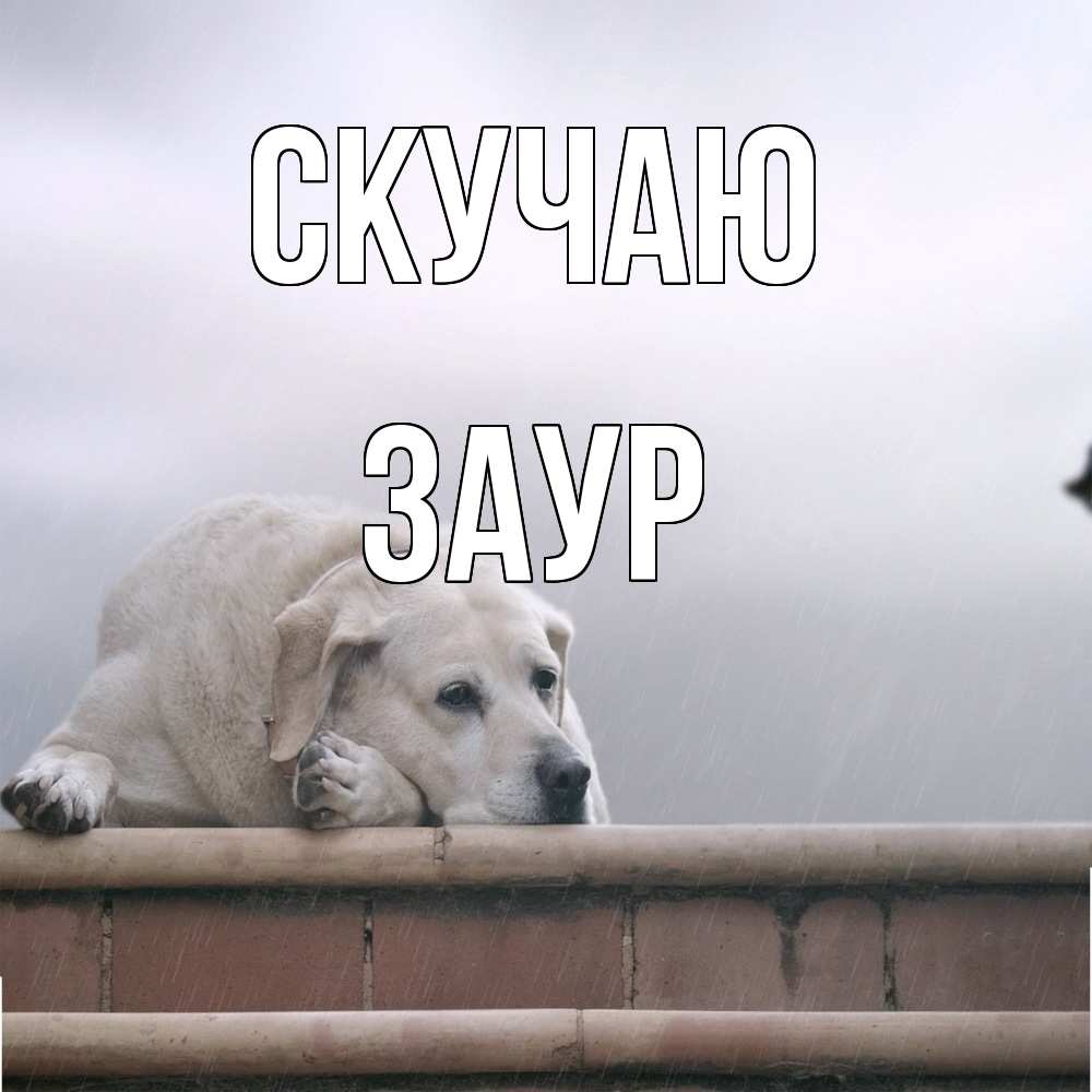 Открытка  с именем. Заур, Скучаю  