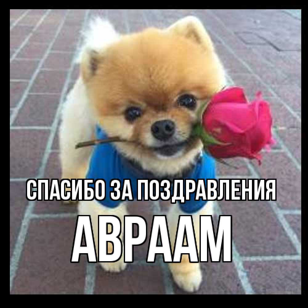Открытка  с именем. Авраам, Спасибо за поздравления  
