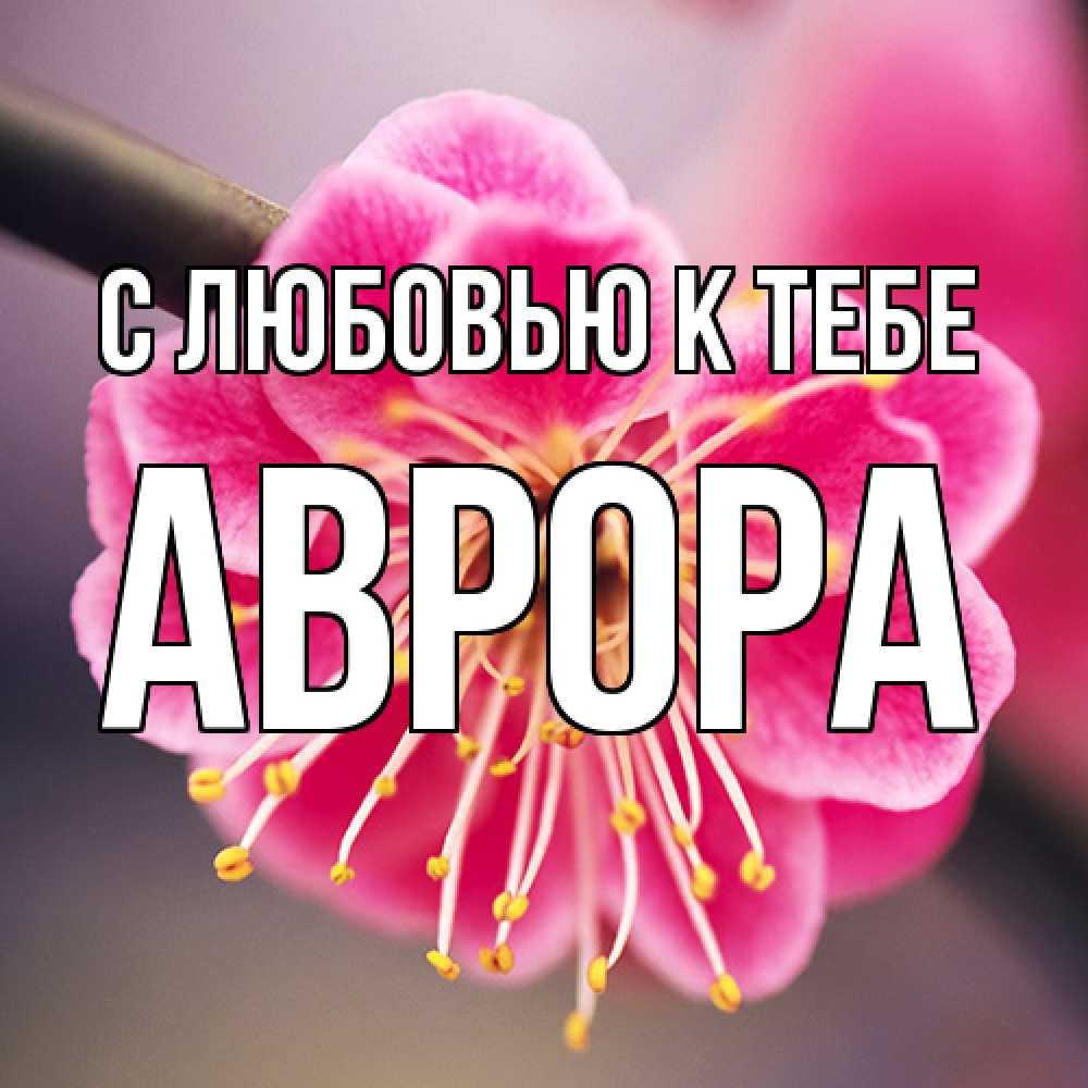 Открытка  с именем. Аврора, С любовью к тебе  