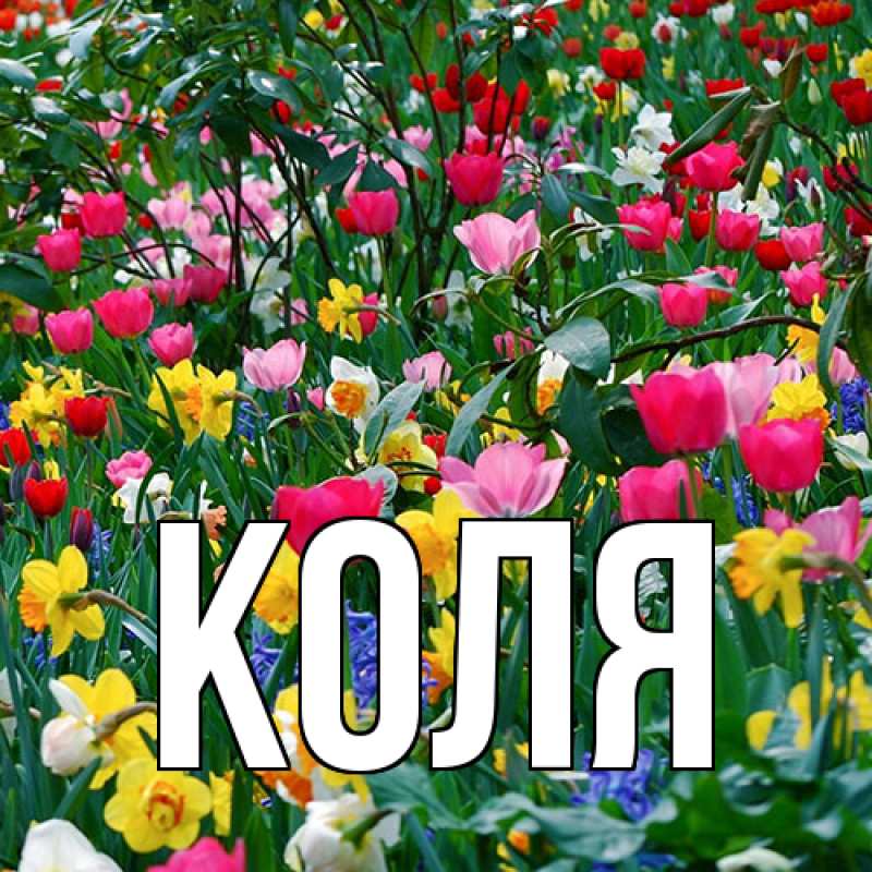 Картинка  с именем , коля