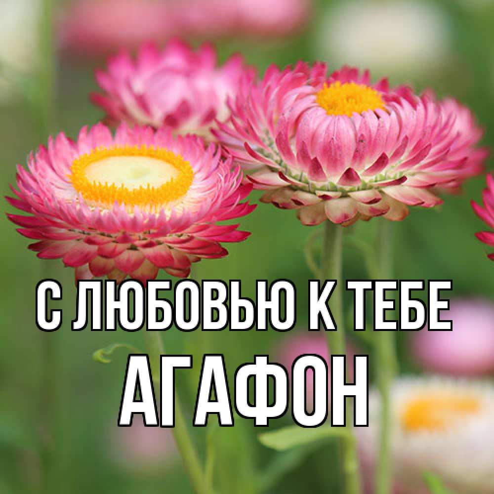Открытка  с именем. Агафон, С любовью к тебе  