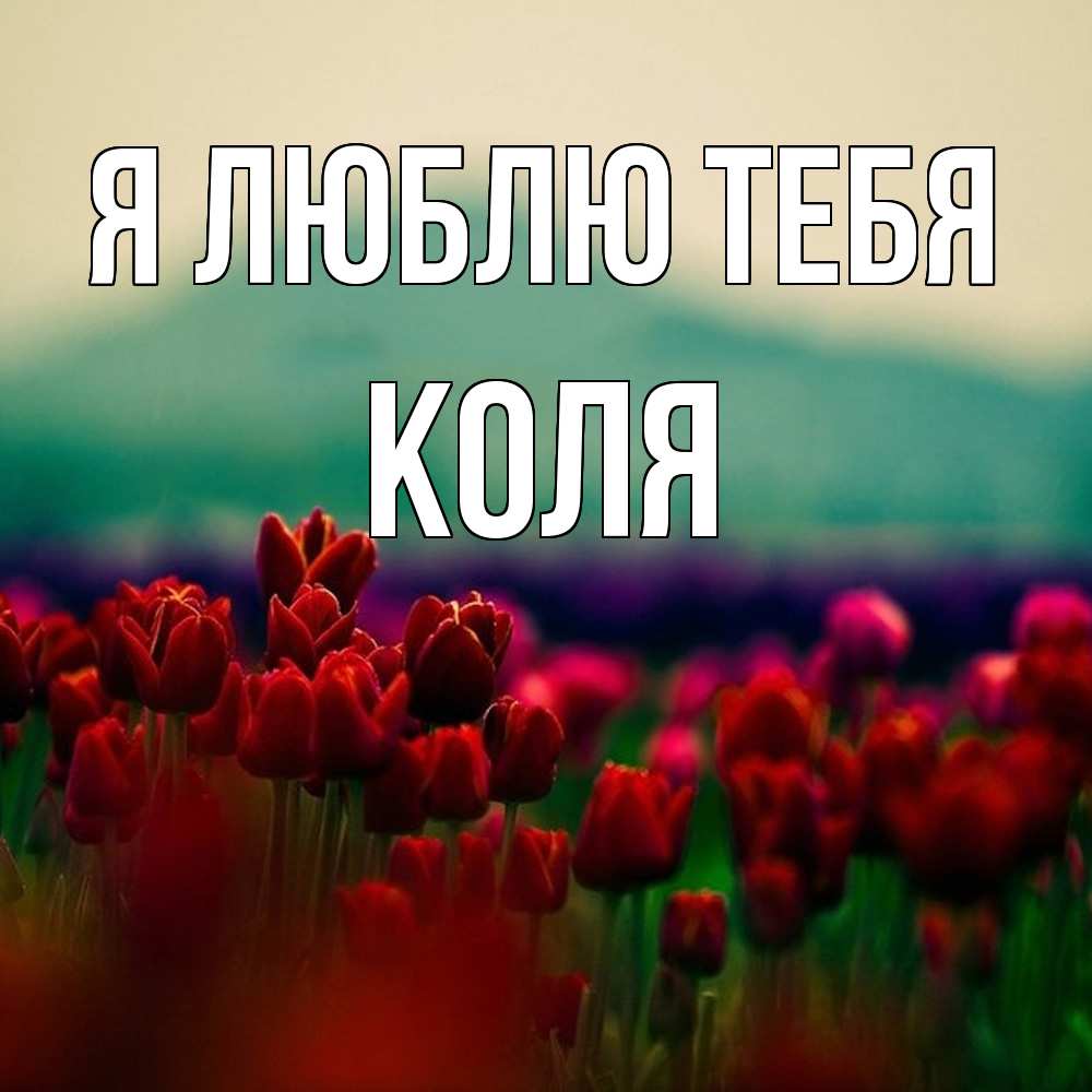 Открытка  с именем. коля, Я люблю тебя  