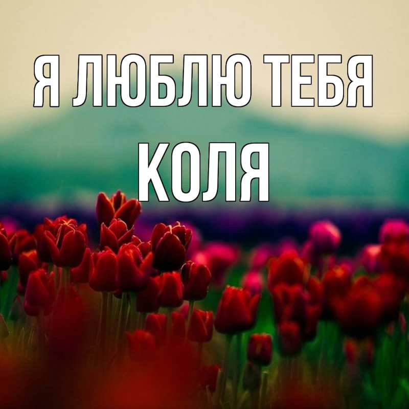 Картинка Я люблю тебя, коля