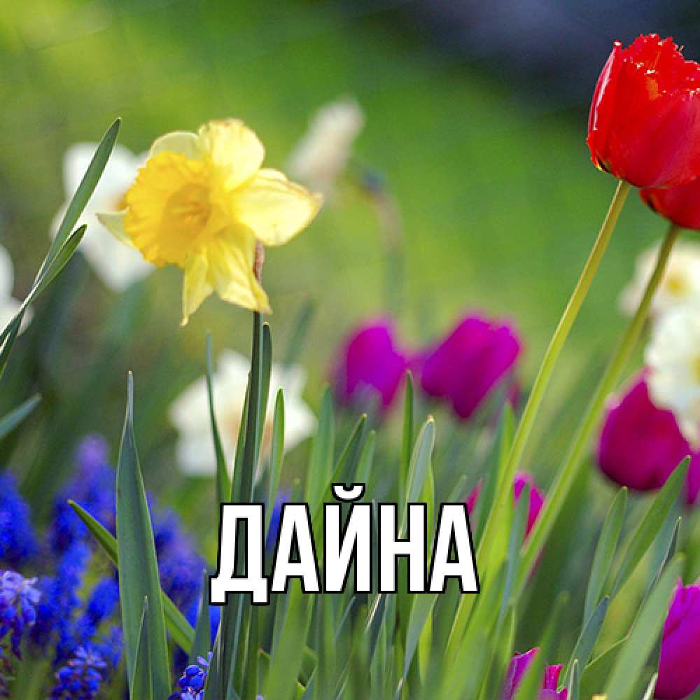 Открытка  с именем. Дайна, Главная  
