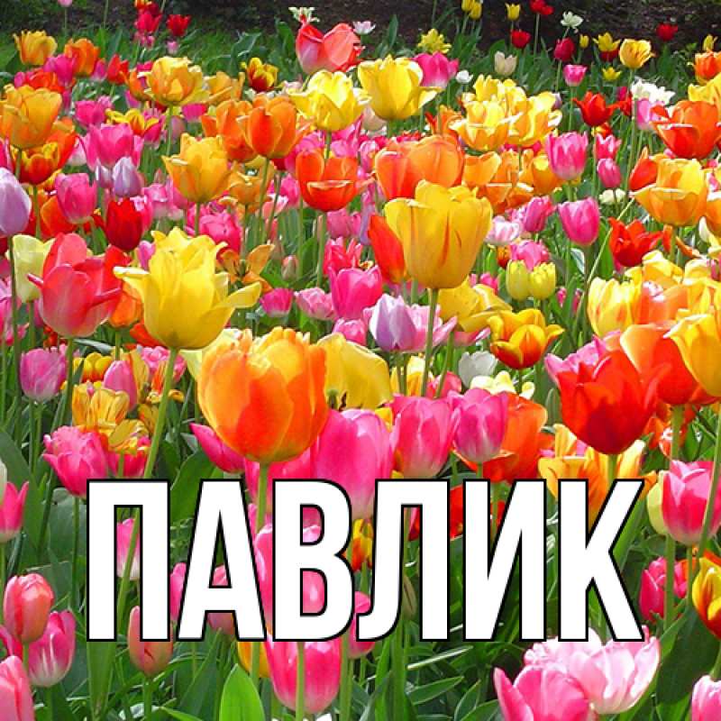 Картинка  с именем , Павлик