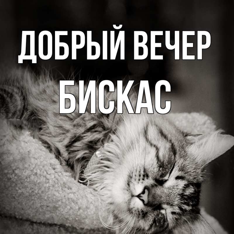 Картинка Добрый вечер, Бискас