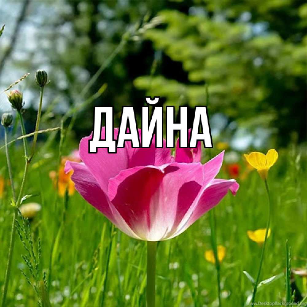 Открытка  с именем. Дайна, Главная  