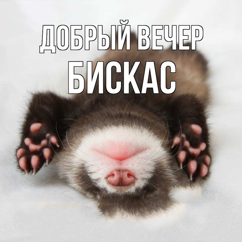 Картинка Добрый вечер, Бискас