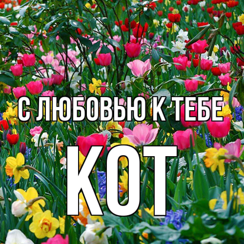 Открытка  с именем. КОТ, С любовью к тебе  