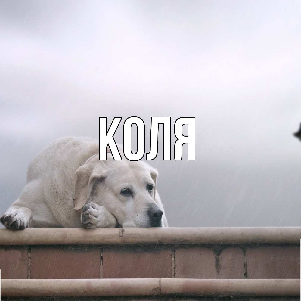 Открытка  с именем. коля, Главная  
