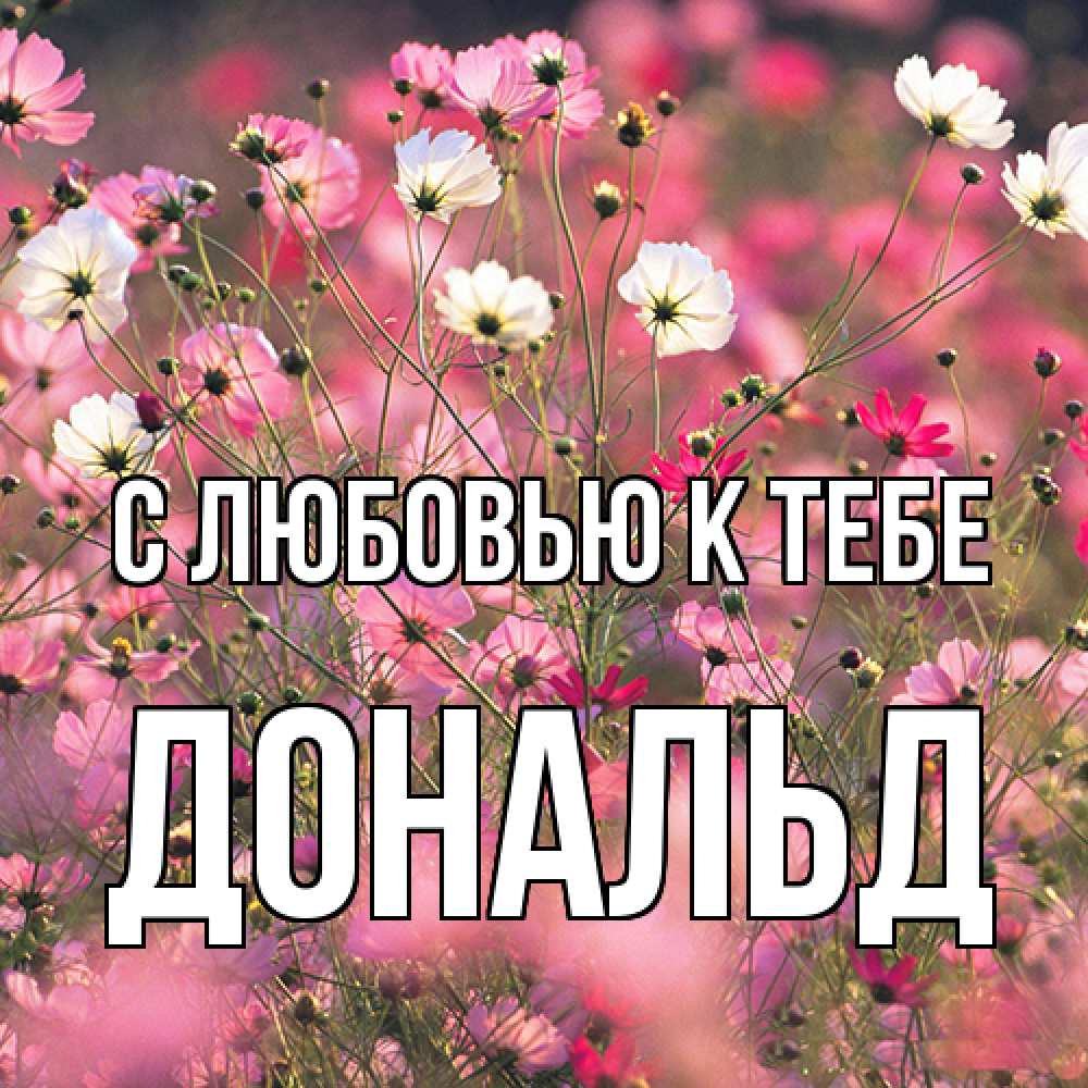 Открытка  с именем. Дональд, С любовью к тебе  