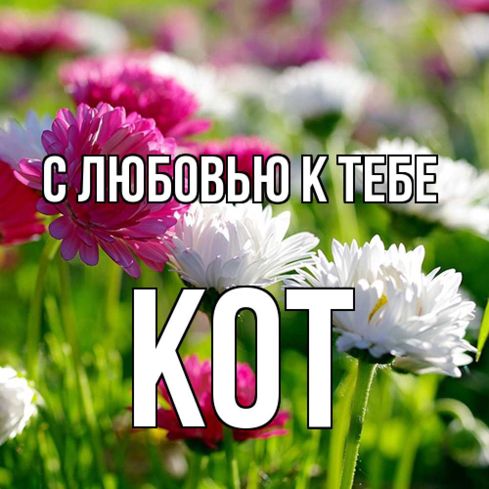Открытка  с именем. КОТ, С любовью к тебе  