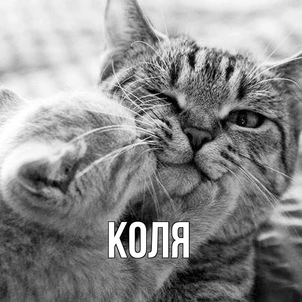 Открытка  с именем. коля, Главная  