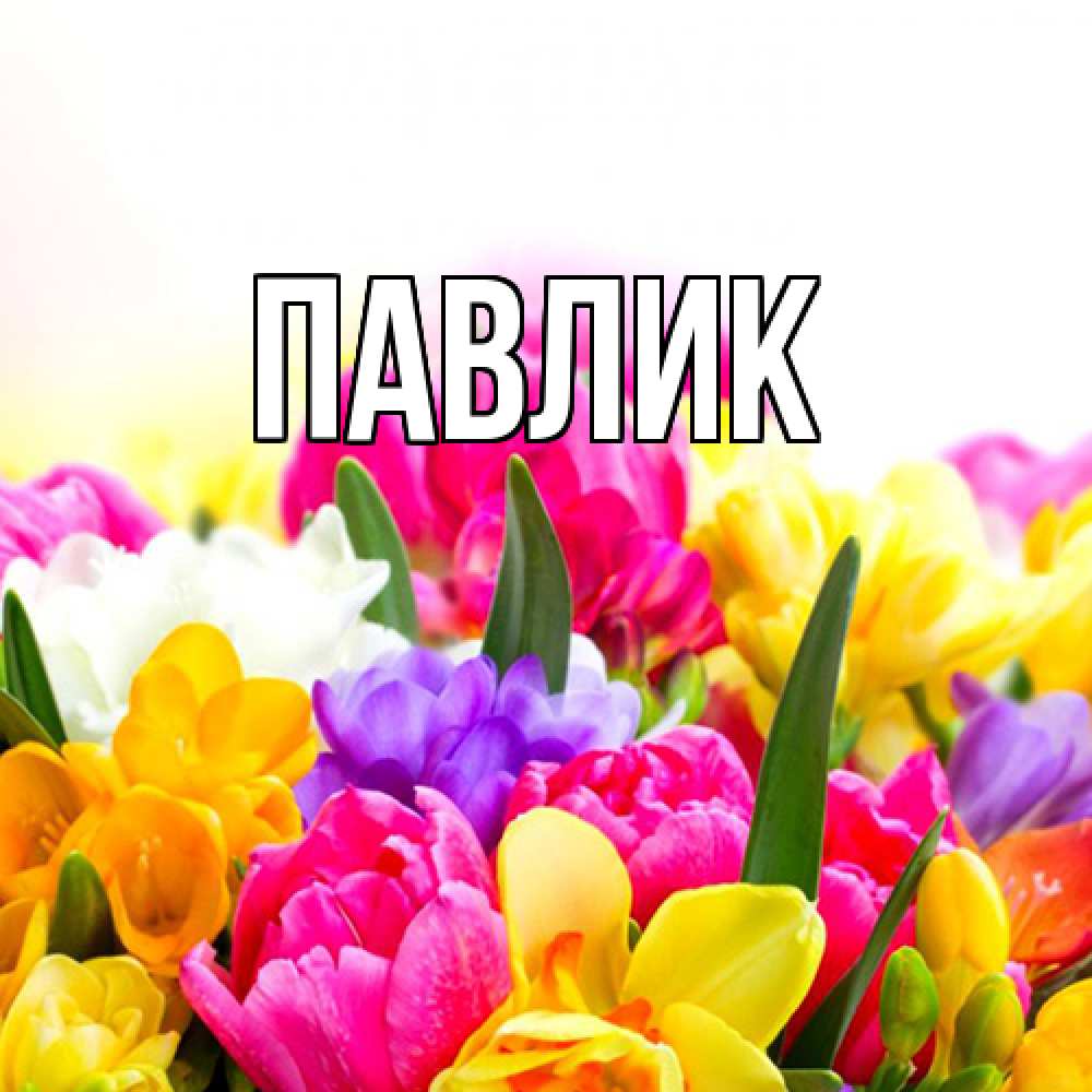 Открытка  с именем. Павлик, Главная  
