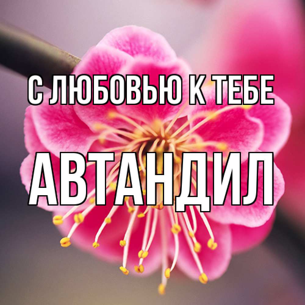 Открытка  с именем. Автандил, С любовью к тебе  