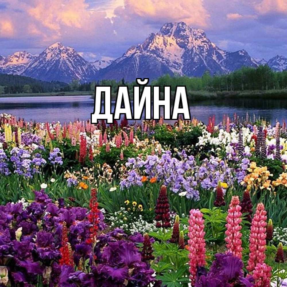 Открытка  с именем. Дайна, Главная  