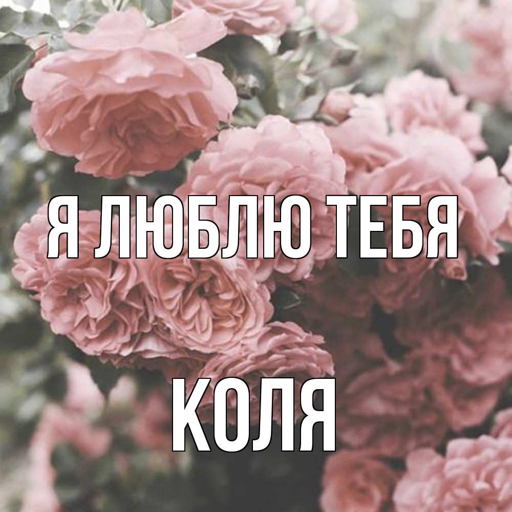 Открытка  с именем. коля, Я люблю тебя  