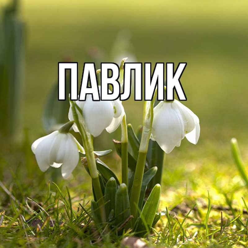 Картинка  с именем , Павлик