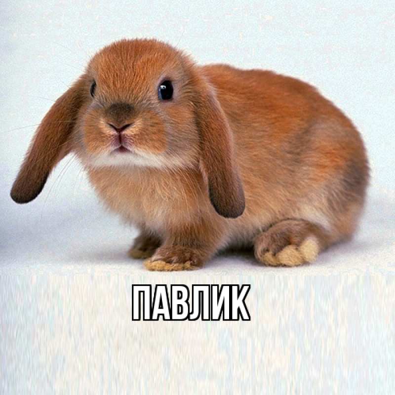 Картинка  с именем , Павлик