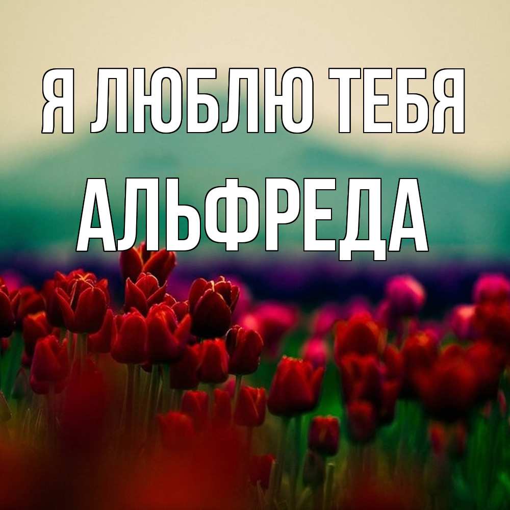 Открытка  с именем. Альфреда, Я люблю тебя  