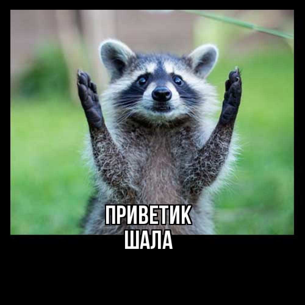 Открытка  с именем. Шала, приветик  