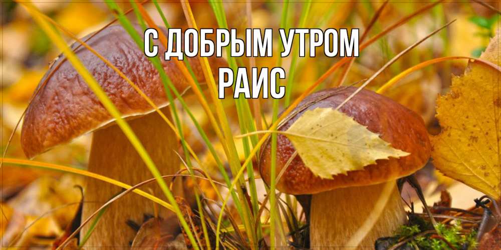 Открытка  с именем. Раис, С добрым утром  