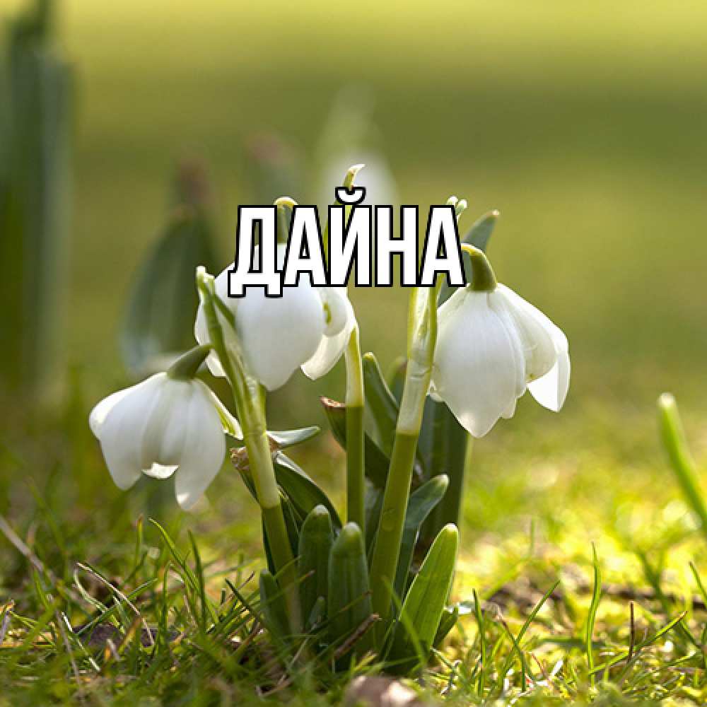 Открытка  с именем. Дайна, Главная  