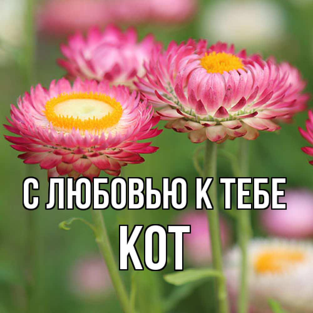 Открытка  с именем. КОТ, С любовью к тебе  