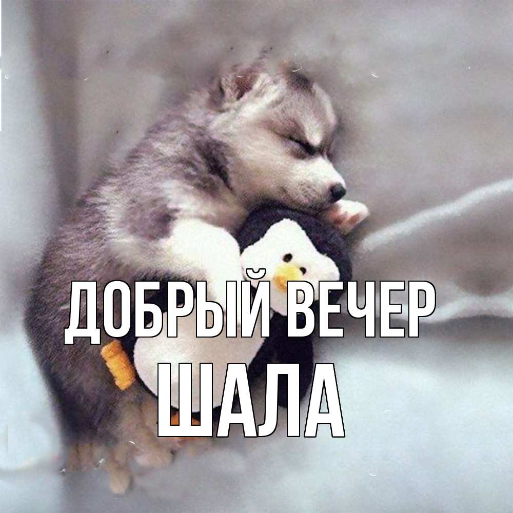 Открытка  с именем. Шала, Добрый вечер  