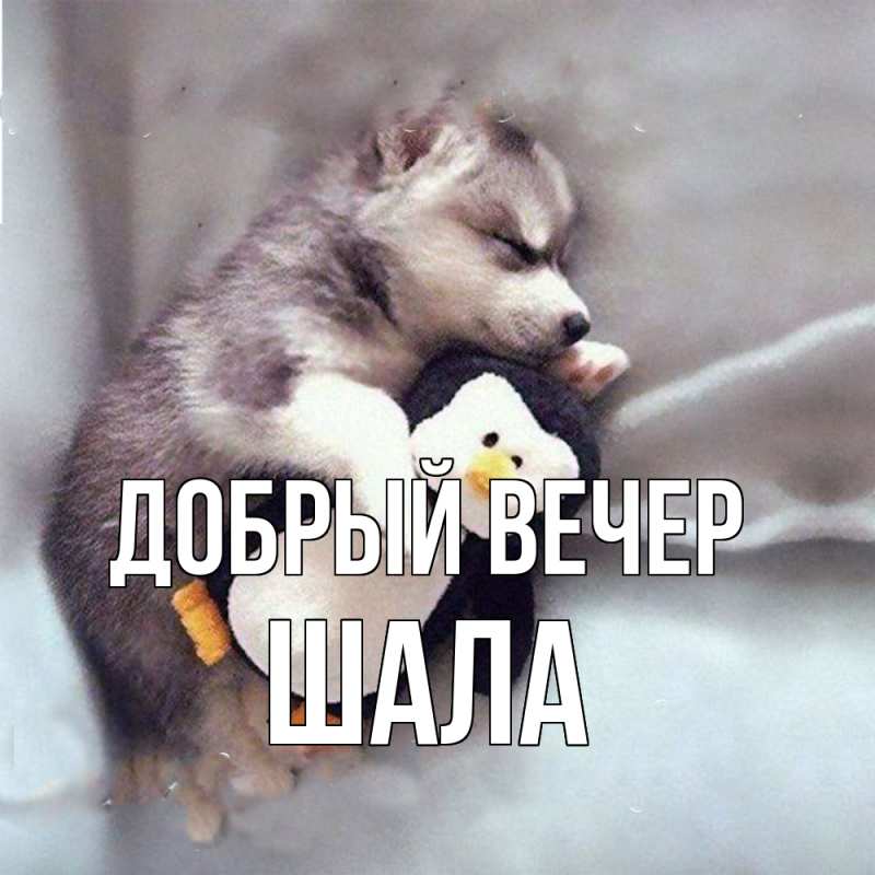 Картинка Добрый вечер, Шала