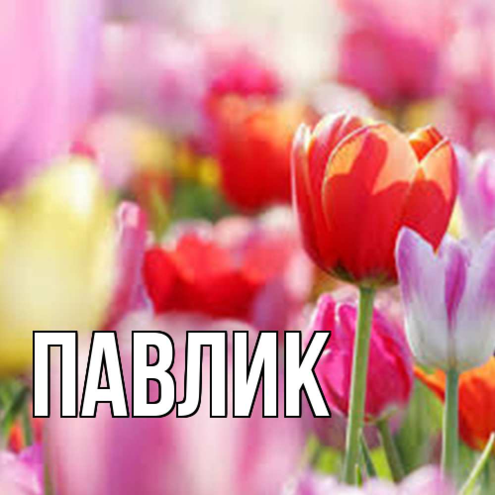 Открытка  с именем. Павлик, Главная  