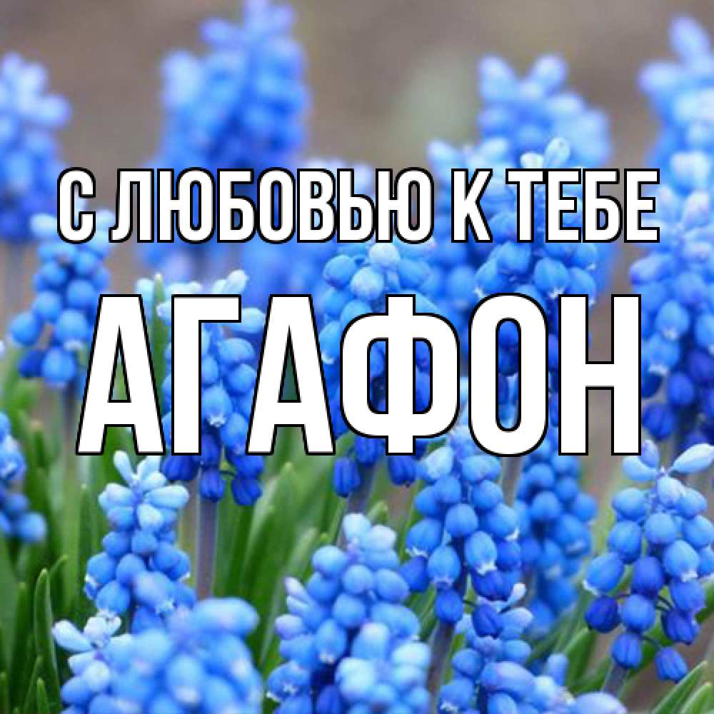 Открытка  с именем. Агафон, С любовью к тебе  