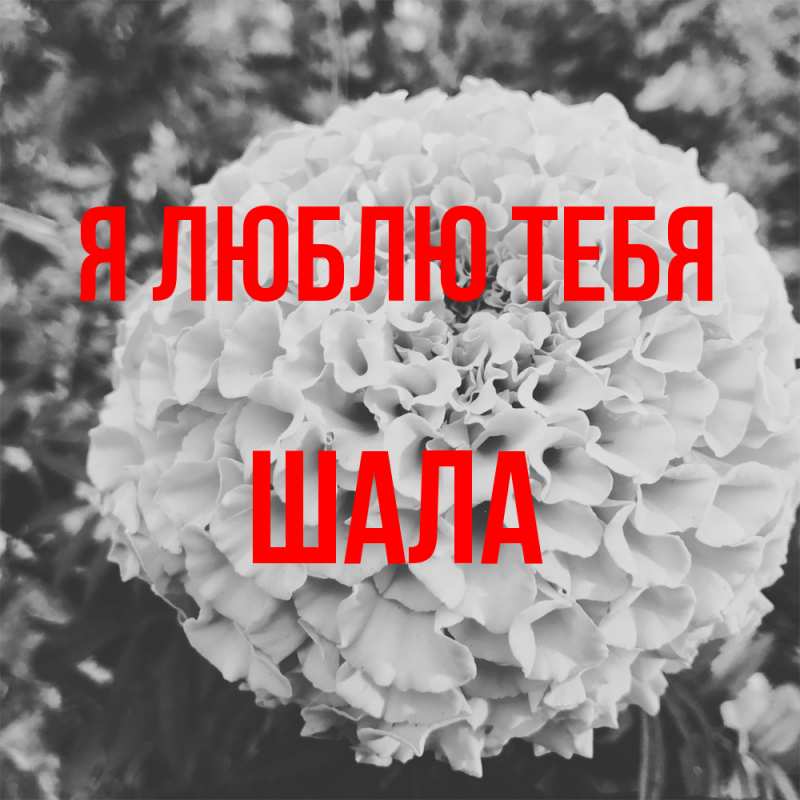 Картинка Я люблю тебя, Шала